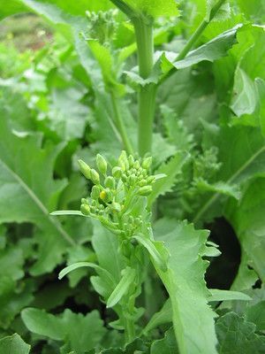 How to Grow Broccoli Rabe (Beginner's Guide) - Gardenisms Salad Recipes Broccoli, Broccoli Side Dishes, Broccoli Salad Healthy, Broccoli Growing, Broccoli Salad Recipes, How To Grow Broccoli, Italian Broccoli, Grow Broccoli, Broccoli Raab