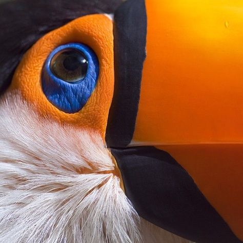 Regard Animal, Toucan Art, Toco Toucan, Micro Photography, Toucan Bird, Exotic Birds, Tropical Birds, Birds Eye View, Birds Of Paradise