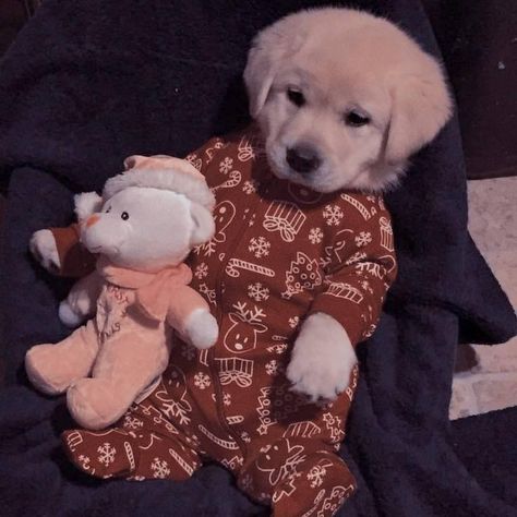 Pretty Pets, Irish Wolfhound Dogs, Puppies In Pajamas, Dog Pjs, Dream Core, Animals Lover, Yellow Labrador Retriever, Cute Dog Photos, Retriever Puppies