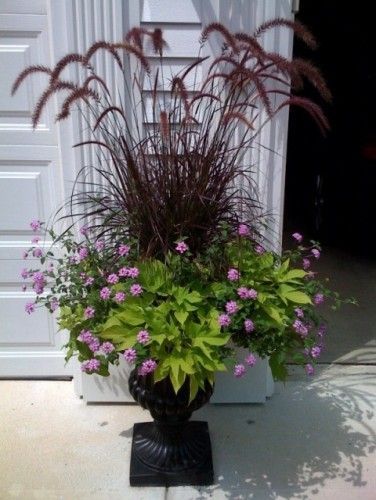 Purple fountain grass. Purple Lantana, Sweet Potato Vine, Container Garden Design, Fountain Grass, Potato Vines, Container Gardening Flowers, Have Inspiration, Garden Containers, The Secret Garden