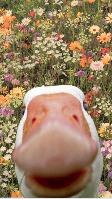 #duck #slayallday #slayed #flowers #wallpaper Cute Chicken Aesthetic, Chicken Drawing Cute, Cute Chicken Cartoon, Chicken Animation, Cute Chicken Drawing, Chicken Aesthetic, Banana Wallpaper, Vintage Flower Tattoo, Chicken Wallpaper