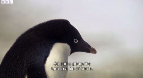 so some penguins turn to a life of crime Wholesome Memes, The Villain, Reaction Pictures, Gotham, Mood Pics, Dankest Memes, Dumb And Dumber, A Black, I Laughed