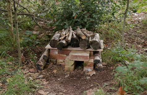 How to make a hedgehog house | Natural History Museum Diy Hedgehog Cage, Diy Hedgehog House, Diy Hedgehog, Hedgehog Cage, Hedgehog House, Bug Hotel, Sensory Garden, A Hedgehog, British Wildlife