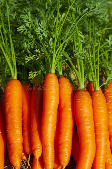 Bundle of fresh carrots. Bundle of fresh and healthy carrots with green , #Affiliate, #fresh, #Bundle, #carrots, #green, #healthy #ad Images Of Bts, Fresh Carrots, Instant Recipes, Brochure Design Template, Carrots, Bundles, Fruit, Green