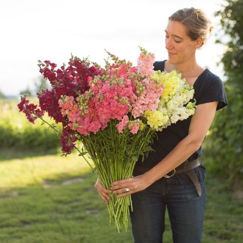 Snapdragon 'Madame Butterfly' Mix (Antirrhinum majus) Often referred to as azalea snapdragons, these double-petaled beauties are adored for their pleasant perfume, coveted apricot color and long-lasting blooms. Because the tight shape is difficult for insects to pollinate, blooms last longer in the vase than other single flowered snapdragons. Seed available from Floret. Snapdragon Madame Butterfly, Breadseed Poppy, Crop Ideas, Faerie Garden, August Flowers, July Flowers, Flower Growing, Flower Farming, September Flowers