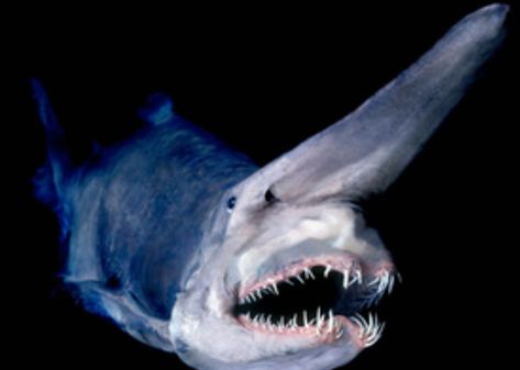 Weird Sharks, Deep Sea Sharks, Frilled Shark, Goblin Shark, Mind Blowing Pictures, Bizarre Animals, Types Of Sharks, Shark Facts, Scary Things