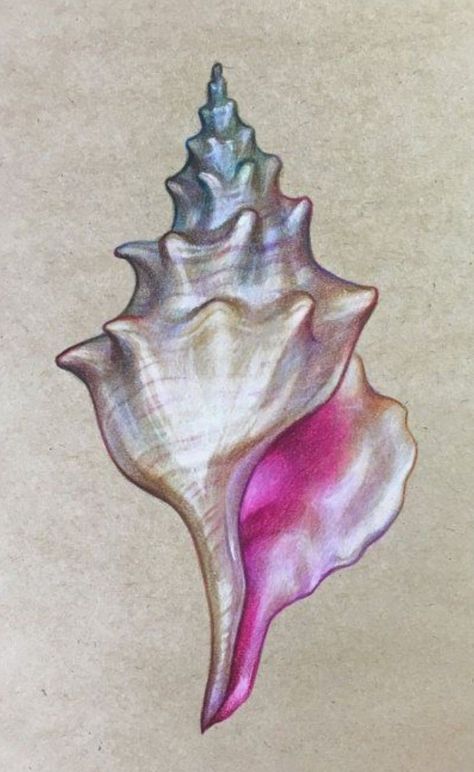 Seashell Drawing, Shell Drawing, Seashell Tattoos, Shell Tattoos, Whimsical Nature, Prismacolor Art, Nature Tattoo, Seashell Painting, Drawing Drawing