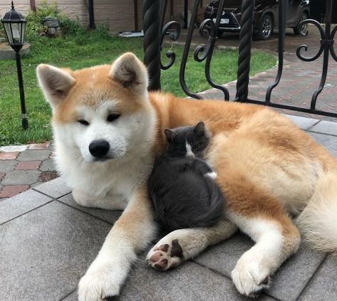 They Can’t Make Friends. Serious Animal, Japanese Akita Puppy, Animal Interactions, Akita Inu Aesthetic, Akita Inu Puppy, Akita Inu Colors, White Akita, Akita Dog Japanese, Dog Friendly Backyard