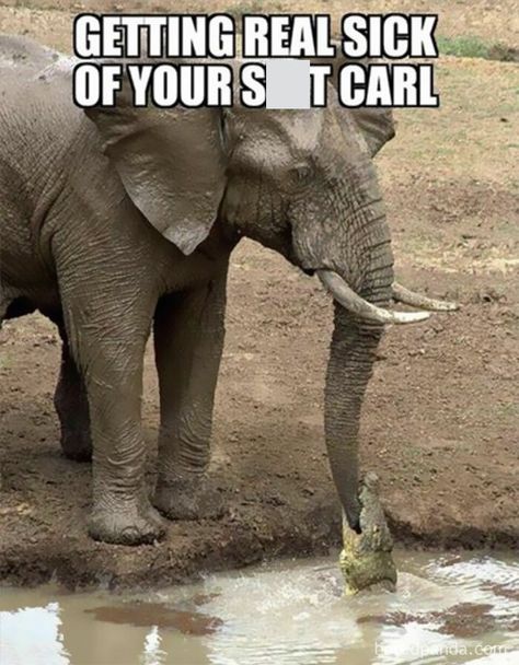 Funny-Animal-Memes-Jokes Watering Hole, Pet Day, Clipuri Video, Memes Humor, An Elephant, E Card, Laughing So Hard, Funny Animal Pictures, Animal Photo