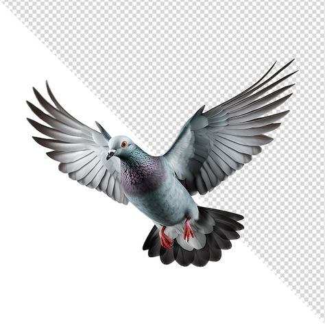 Flying pigeon isolated on transparent ba... | Premium Psd #Freepik #psd #pigeon #dove #bird-flying #bird Pigeon Images, Pigeon Flying, Flying Pigeon, Pigeon Bird, Bird Flying, Export Business, Dove Bird, Flying Bird, Business Card Maker