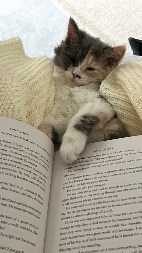 Cosy Cat Aesthetic, Cuddly Cat Aesthetic, Cozy Home With Cat, Cat Aesthetic Home, Cat Scratching Post Aesthetic, Crazy Cat Lady Aesthetic, Book On Bed Aesthetic, Reading Vibes Aesthetic, Cozy Cat Aesthetic