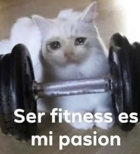 Memes Gretchen, Cat Gym, Gym Photos, Funny Profile, Gym Memes, Gym Humor, Funny Profile Pictures, Dog Memes, In Spanish