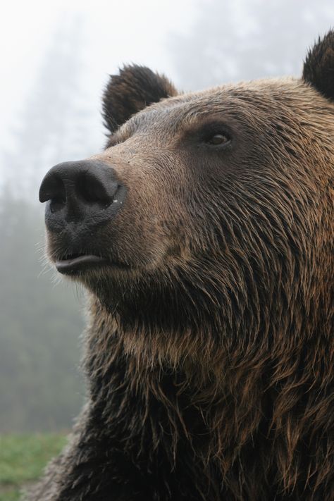 Coola at Grouse Mountain Bear Portrait, Grouse Mountain, Grizzly Bears, Endangered Wildlife, Bear Tattoo, Bear Pictures, Bear Art, Grizzly Bear, The Peak