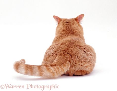 Ginger cat, back view Cat Side View, Cat Back View, Cat Photoshoot, Male Cat, Cat Anatomy, Cat Body, Warrior Cat Drawings, Cat Reference, Cat Stock