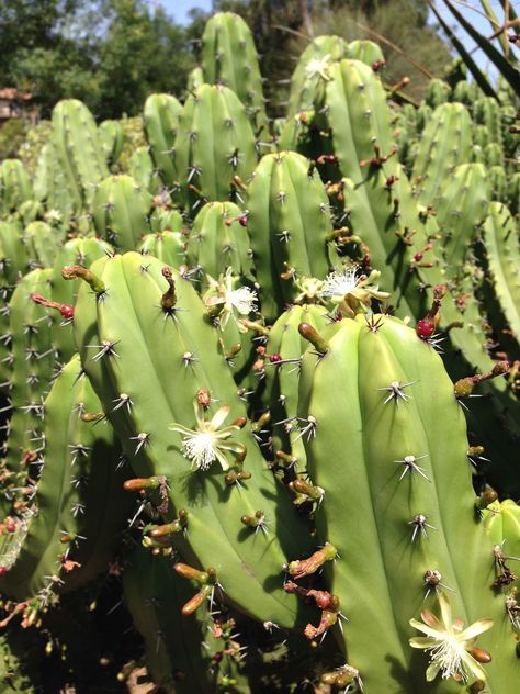 Succulent Nursery, San Bartolo, Cactus Juice, Common Names, Cacti And Succulents, The Common, The Sweet, The Locals, Garden Landscaping