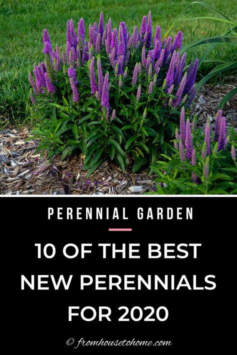 I love this list of the best new perennials for 2020. So many beautiful, re-blooming flowers! I especially love the purple and pink ones. I can't wait to plant them in my garden next summer. #fromhousetohome #perennialgarden #garden #plants  #newplants #perennials Purple Bushes, Purple Garden Ideas, Purple Plants Outdoors, Purple Plants Landscaping Ideas, Purple Flowers Garden Landscaping Ideas, Purple Shade Plants Perennials, Day Lilies Landscaping, Purple Perennial Garden, Purple Perrenial Flowers