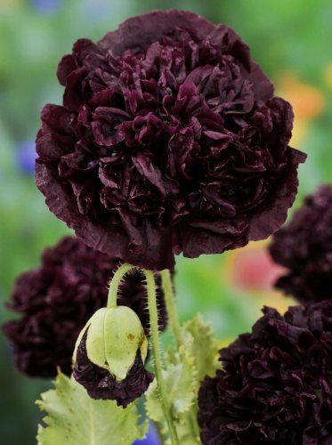 Bridesmaid Duty, Deer Resistant Garden, Flower Planting, Black Peony, Goth Garden, Seed Starting Mix, Gothic Garden, Black Poppy, Black Garden