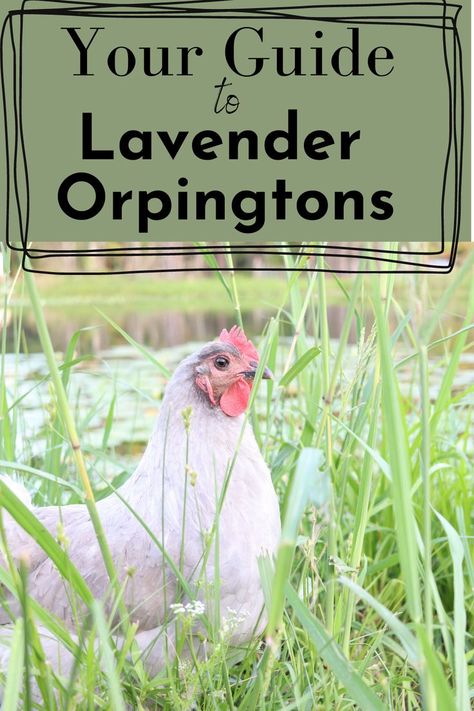 Lavender Orpington Chickens, Lavender Orpington, Lavender Chicken, Orpington Chickens, Meat Birds, Bird Breeds, Chicken Owner, Backyard Chicken Farming, Chicken Life