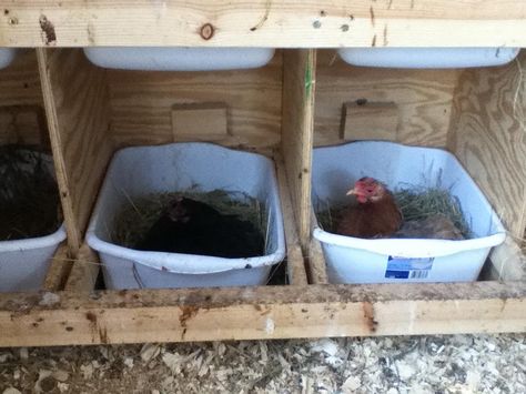 Nest box idea, easily cleaned! Dollar Store Nesting Boxes, Chicken Nesting Box Ideas, Nesting Box Ideas, Chicken Poop, Chicken Nesting Boxes, Chicken Pen, Nest Box, Best Chicken Coop, Keeping Chickens