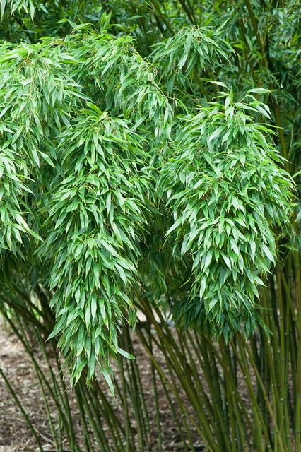 Phyllostachys Nigra, Bamboo Garden, Black Bamboo, The Good Place, Global Community, Herbs, Plants, Photography, Black