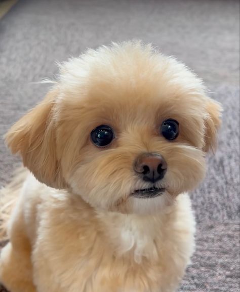 Fluffy Small Dog Breeds, Maltipoo Summer Haircut, Short Maltipoo Haircut, Maltipoo Puppy Haircuts, Maltipoo Haircut Styles Teddy Bears, Maltipoo Haircut Styles, Shitzu Dogs Haircuts, Maltipoo Haircuts, Small Cute Puppies