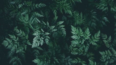 Leaves, green, dark, plant Green Nature Wallpaper, Green Aesthetic Wallpaper, Green Leaf Wallpaper, Hd Wallpapers For Laptop, Dark Green Wallpaper, Green Leaf Background, 2560x1440 Wallpaper, Laptop Wallpaper Desktop Wallpapers, Zero Wallpaper