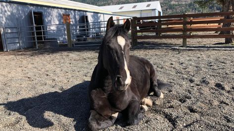 Horse Paddocks, Dry Lots For Horses, Outdoor Wash Bays For Horses, Paddock Footing, Horse Paddock Footing, Mud Control For Horses, Muddy Horse, Barn Shop Ideas, Horse Turnout Paddock