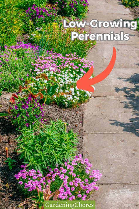 Dive into our curated list of the most charming short perennials, perfect for adding bursts of color and texture to your garden beds. Click here to discover these petite powerhouses! Fall Planting Perennials, Perennial Garden Plans, Small Flower Gardens, Flower Garden Plans, Shade Loving Perennials, Short Plants, Plants Growing, Garden Help, Garden Yard Ideas