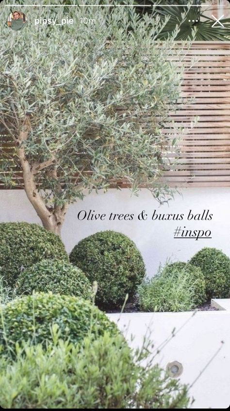 Olive Trees Garden, Modern Planting, Provence Garden, Tuscan Garden, Contemporary Garden Design, Small Courtyard Gardens, Courtyard Gardens Design, Small Courtyards, Modern Garden Design