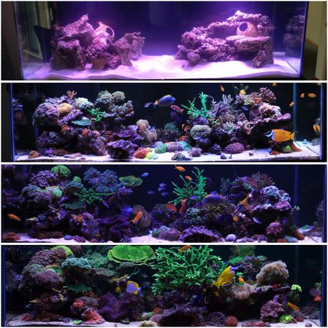 Click this image to show the full-size version. Reef Tank Design, Coral Reef Tank, Reef Tank Aquascaping, Nano Reef Tank, Aquascaping Ideas, Marine Fish Tanks, Saltwater Aquarium Fish, Saltwater Fish Tanks, Marine Tank