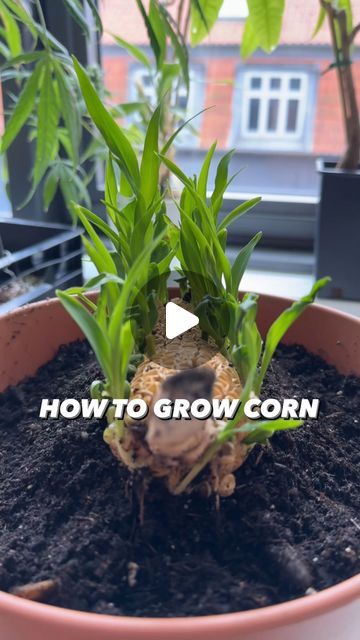 Armen Adamjan on Instagram: "How to Grow Corn with Corn from the store! 😲🌽🌱
ps: if you have kids, this is an awesome / fun project to do with them! 🤩
.
.
.
.
#corn #plants #planttips #parents #gardening #garden #lifehacks #diy #howto #kitchenhacks #recycle #upcycle #hacks #creativeexplained" Grow Corn, Planting Hacks, Upcycle Hacks, Creative Explained, Growing Corn, Plant Tips, Corn Plant, Gardening Hacks, Growing Tips