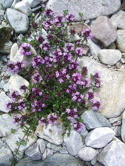 Wild mountain thyme Wild Mountain Thyme, Crystal Fountain, Growing Thyme, Thyme Herb, Thyme Plant, Thyme Flower, Wild Thyme, Summer Gardening, Outdoorsy Style