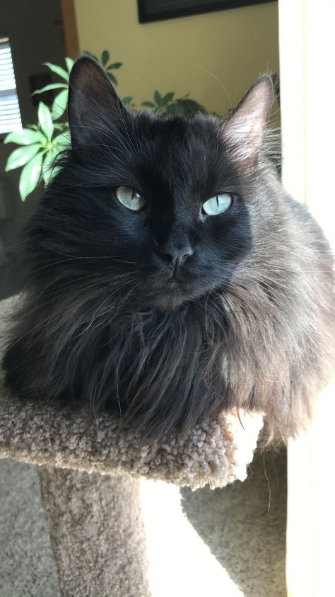 Long haired fluffy black cat with green eyes Black Cat Long Hair, Long Haired Cat, Black Fluffy Cat, Black Longhaired Cat, Long Haired Black Cat, Fluffy Black Cats, Black Long Haired Cat, Long Hair Black Cats, Black Mainecoon Cat