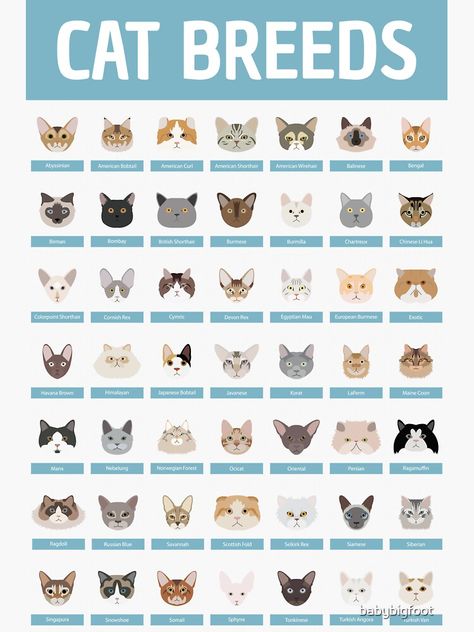 "Cat Breeds" Sticker by babybigfoot | Redbubble Cat Age Chart, Cat Breeds Chart, Tree Bookcase, Cat Ages, Cat Language, Cat Info, Cat Things, Cat Behavior, Cat Facts