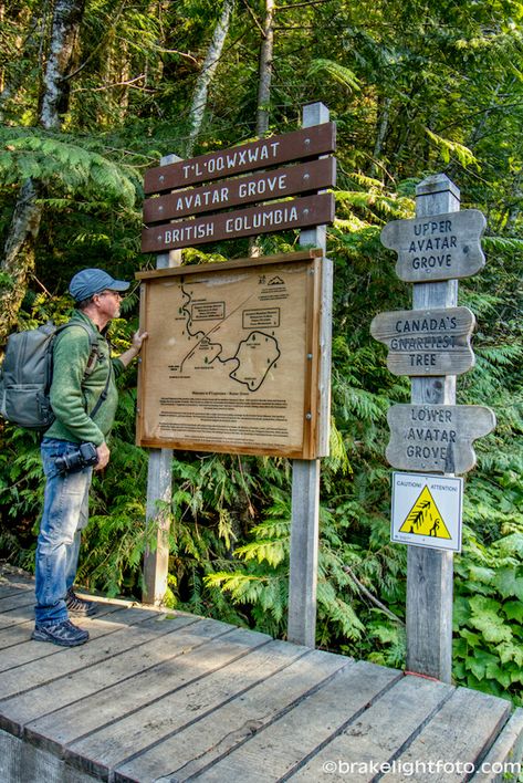 AVATAR GROVE – PORT RENFREW | Visitor In Victoria Port Renfrew Bc, Port Renfrew, Circle Drive, Ancient Forest, Fall Travel, The Grove, Round Trip, Vancouver Island, British Columbia