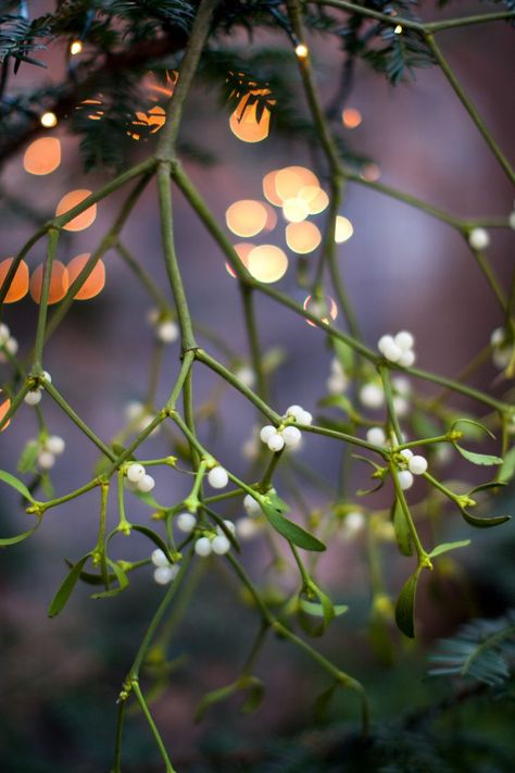 Mistletoe Plant, Place Photography, Poisonous Plants, Under The Mistletoe, Sense Of Place, Christmas Inspiration, Yule, Christmas Colors, Winter Holidays