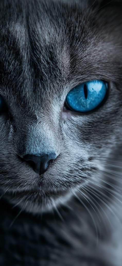 Black Cat Aesthetic, Cat With Blue Eyes, Gorgeous Cats, Cute Cats Photos, Super Cute Animals, Cat Aesthetic, Cat Wallpaper, Sweet Animals, Animal Planet