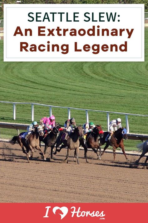 Seattle Slew is a legendary name in horse racing, and his path to become a Triple Crown Winner lives on. This iconic racehorse is in line with other legends including Man-O-War and Secretariat. His life has inspired generations, and his time on and off the track has earned him a spot as one of the most famous horses of all time. Read on to see pictures of the famous horse and learn about his story. | ihearthorses #eqlife Seattle Slew, Famous Horses, Thoroughbred Racehorse, Horse Wall Art Canvases, Horse Facts, Triple Crown Winners, Belmont Stakes, Forex Training, Love Horses