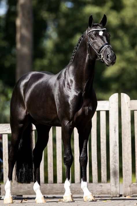 Warmblood Horses, Cute Horse Pictures, Hanoverian, Horse Inspiration, Horse Riding Clothes, Horse Dressage, Horse Boarding, Horse Aesthetic, Black Horses