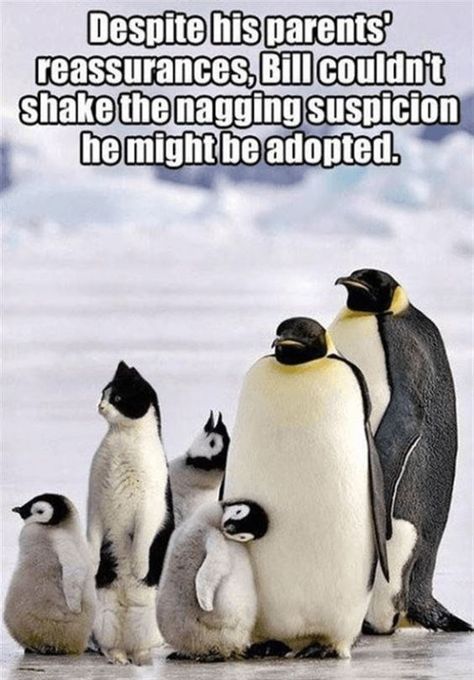 These Hilarious Penguin Memes Will Have You Laughing All Day Appaloosa, Quarter Horse, E Card, Sweet Animals, Animal Planet, Animal Photo, 귀여운 동물, Animals Friends, A Group