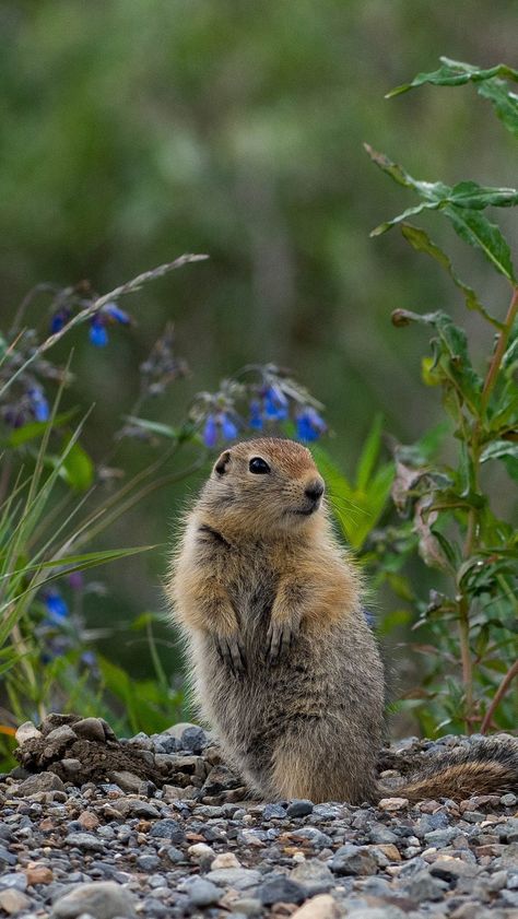 Arctic Ground Squirrel, Marmot Aesthetic, Aesthetic Squirrel, Squirrel Aesthetic, Alaska Wildlife, Ground Squirrel, Prairie Dog, Happy Pictures, Winter Animals