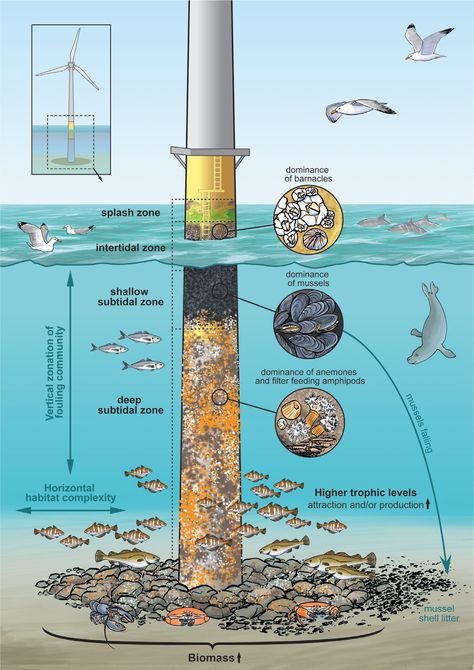 Water Structure, Offshore Wind Farms, Petroleum Engineering, Artificial Reef, Oil Platform, Renewable Energy Systems, Earth And Space Science, Offshore Wind, Marine Ecosystem