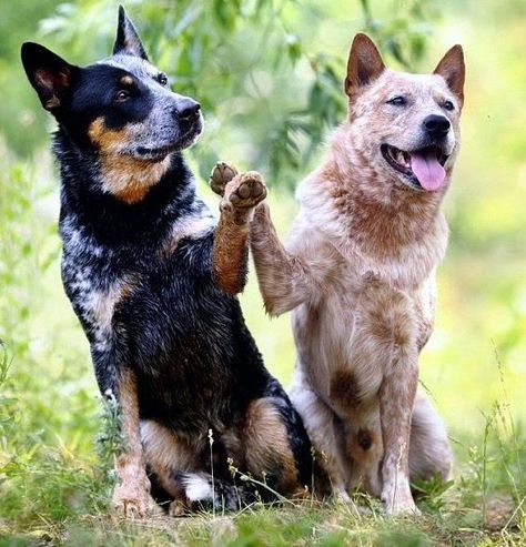 American Cattle Dog, Red Heeler Dog, Blue Healer, Aussie Cattle Dog, Heeler Dogs, Austrailian Cattle Dog, Blue Heeler Puppies, Heeler Puppies, Blue Heeler Dogs