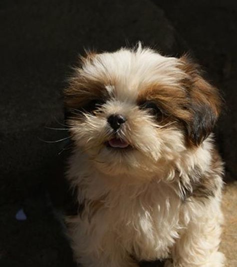 Chien Shih Tzu, Shih Tzus, Animal Books, Shih Tzu, Baby Animals, Funny Animals, Top 10, Puppies, France