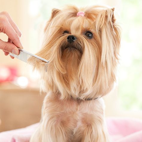 Look at this Go Pet Club on #zulily today! Rich Dog, Vintage Hair Salons, Dog Marketing, Dog Grooming Scissors, Short Haired Dogs, Pet Spa, Thinning Shears, Dog Grooming Supplies, Pet Hacks