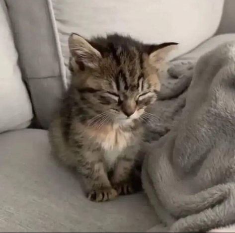 cat | cute | qt | meow | kitten | pfp | sleepy Aesthetic Kitten Pfp, Pfp Sleepy, Sleepy Icon, Sleepy Pfp, Sleepy Kittens, Kitten Pfp, Sleepy Cats, Shirt Images, Laperm