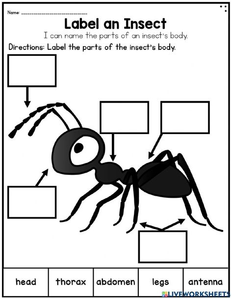 Grasshopper Activities, Insect Worksheet, Preschool Ant, Parts Of An Insect, Insect Body Parts, Insects For Kids, Montessori Works, Cartoon Bugs, Insects Kindergarten