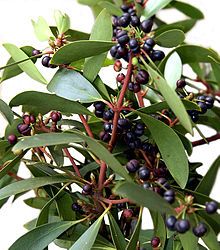 Tasmannia lanceolata - Wikipedia, the free encyclopedia Albizia Julibrissin, Pepper Tree, Tree Fern, Farm Nursery, Australian Flora, Crassula Ovata, Ornamental Plants, Edible Plants, Planting Bulbs