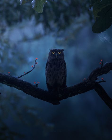 The Night Has Come, Owl Aesthetic, Wild Animals Pictures, Howl At The Moon, Owl Pictures, Beautiful Owl, Fantasy Aesthetic, Owl Art, Natural Forms