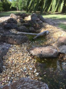 Backyard Stream, Flagstone Steps, Garden Stream, Wildlife Pond, Tortoise Habitat, Building A Pond, Fountains Backyard, Backyard Water Feature, Pond Landscaping